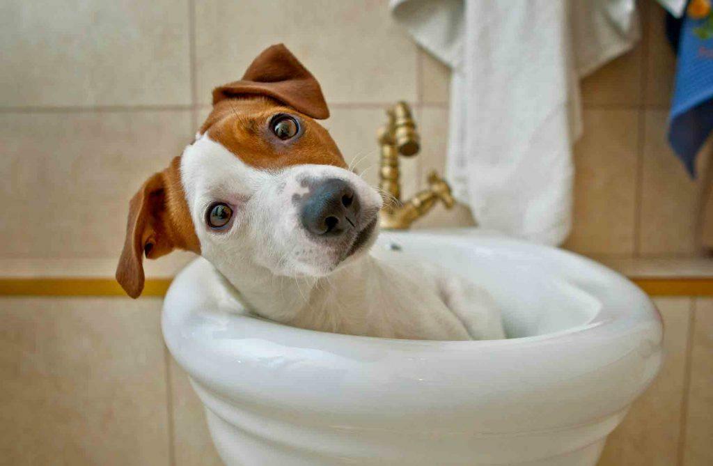 Ce qu’il faut rechercher dans un service de toilettage pour animaux de compagnie