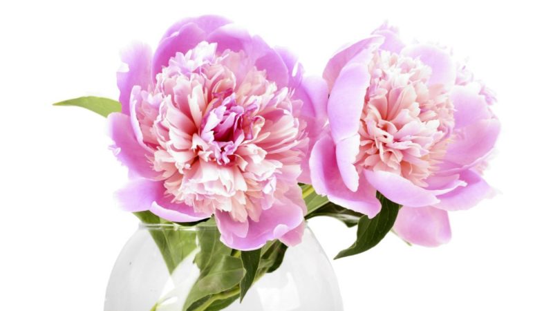 8 étapes faciles pour conserver la fraîcheur de vos roses de la Saint-Valentin