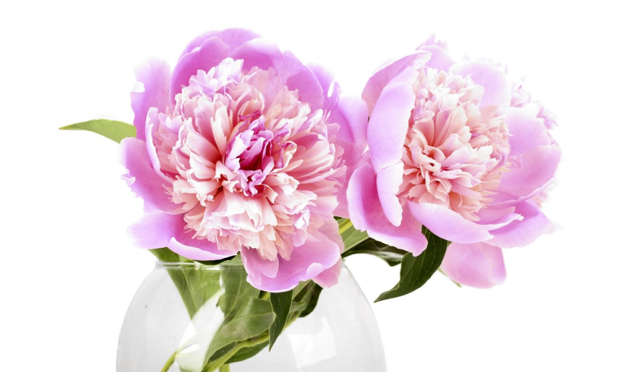 8 étapes faciles pour conserver la fraîcheur de vos roses de la Saint-Valentin