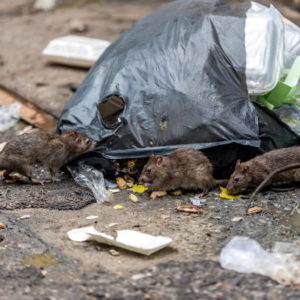 Débarras Lyon : Trois conseils de location de bennes à ordures pour éviter les dommages matériels