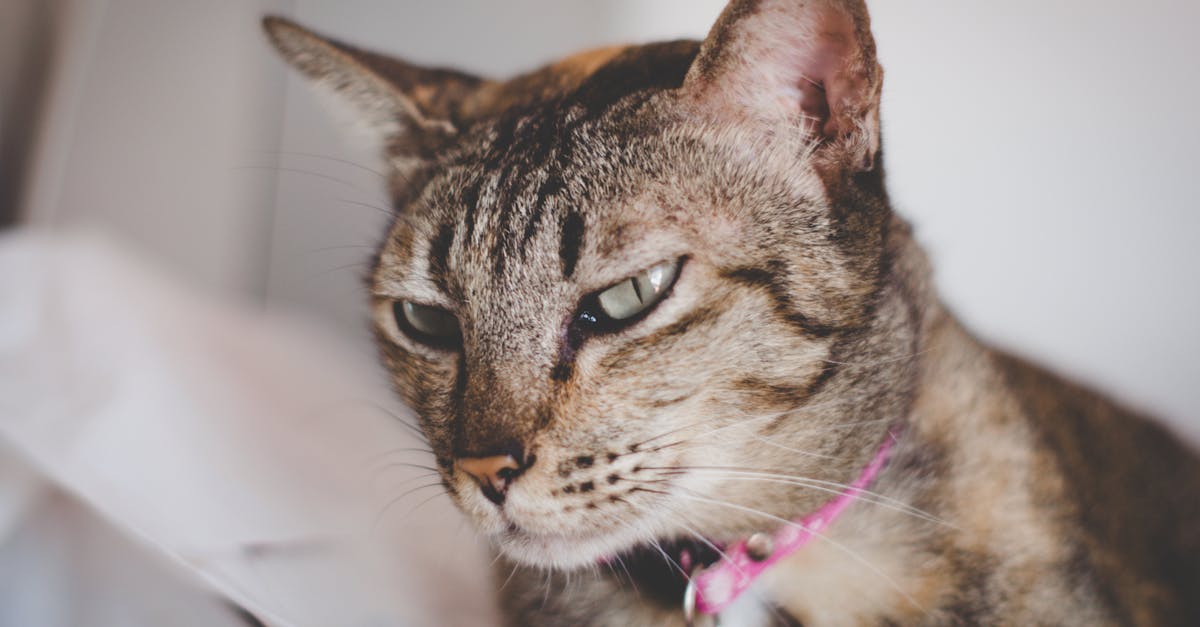 découvrez notre sélection de colliers pour chats, alliant confort, sécurité et style. offrez à votre félin un accessoire tendance tout en garantissant sa sécurité avec nos colliers réfléchissants et ajustables. un choix parfait pour tous les amoureux des chats !