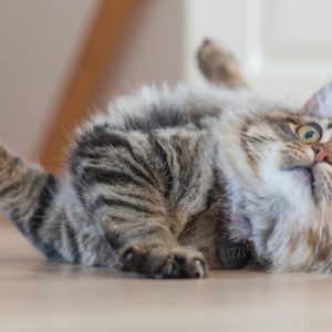 Découvrez les meilleurs colliers pour chats : sécurité et style assurés