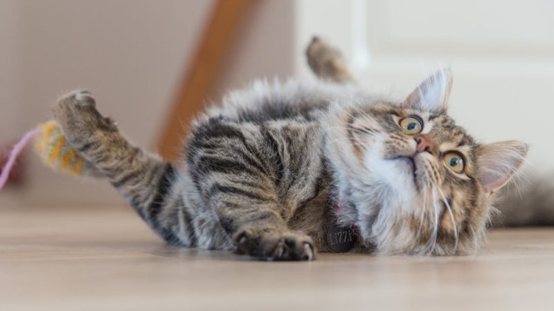 Découvrez les meilleurs colliers pour chats : sécurité et style assurés