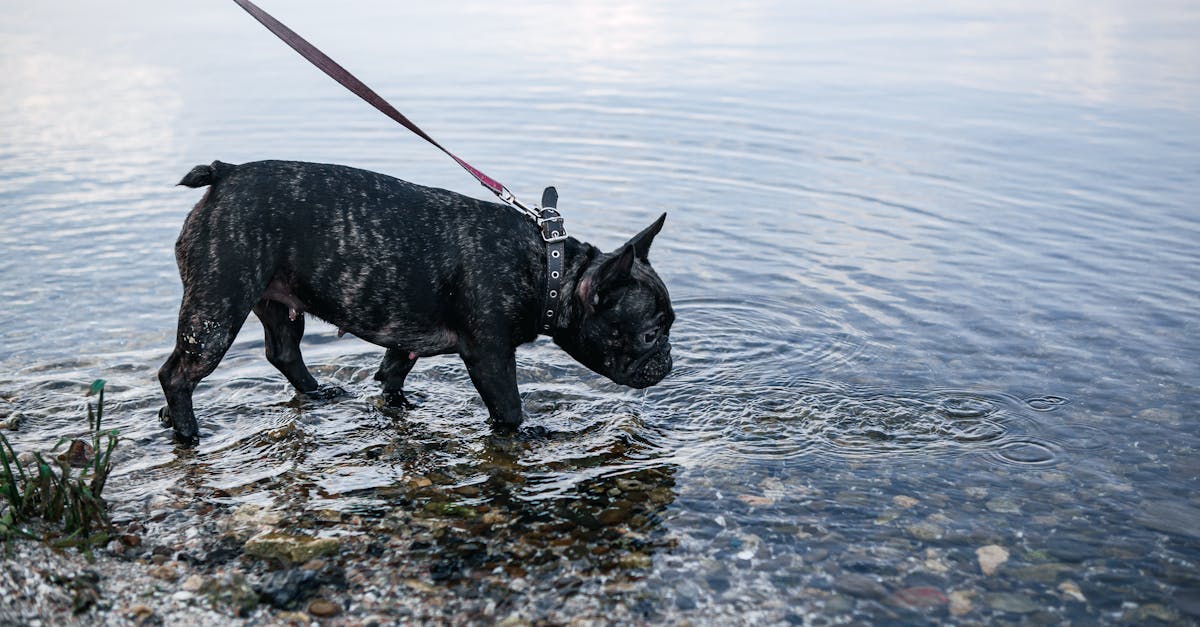 découvrez notre sélection de colliers pour chiens alliant confort, style et sécurité. parfaits pour toutes les tailles et races, nos colliers sont conçus pour le bien-être de votre compagnon à quatre pattes.
