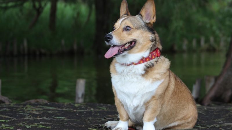 Guide complet sur le choix d’un collier pour votre chien