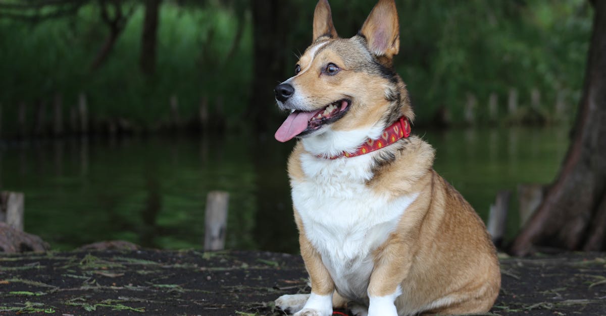 Guide complet sur le choix d’un collier pour votre chien
