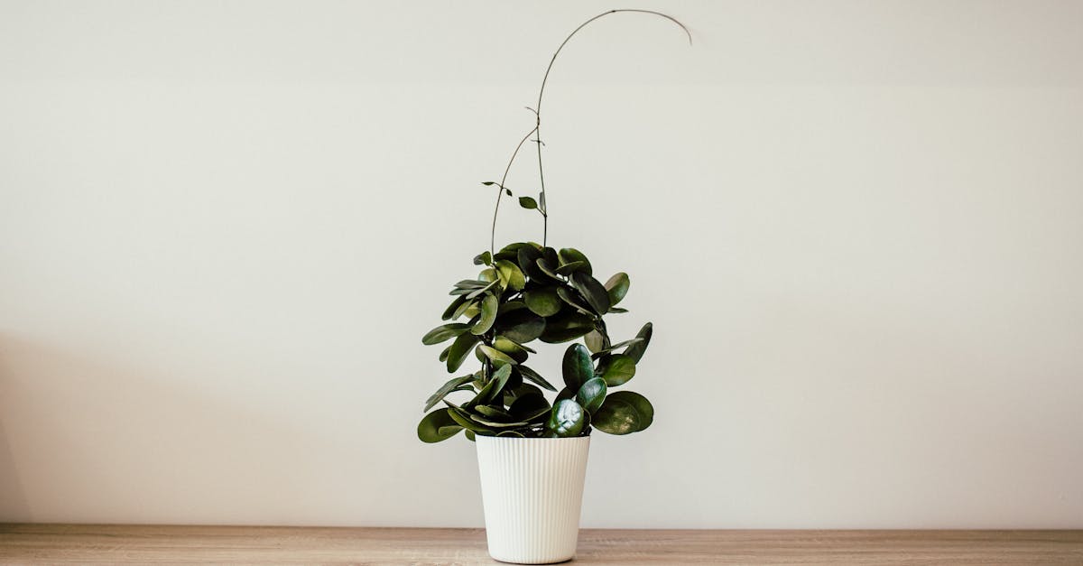 découvrez notre sélection unique de vases raffinés, parfaits pour sublimer votre décoration intérieure. que ce soit pour accueillir des fleurs fraîches ou pour embellir vos espaces, nos vases allient style et élégance. transformez votre maison avec nos pièces design et originales.
