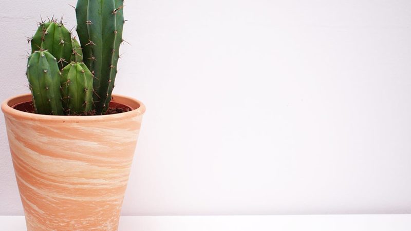 10 idées originales pour sublimer votre intérieur avec un vase de décoration