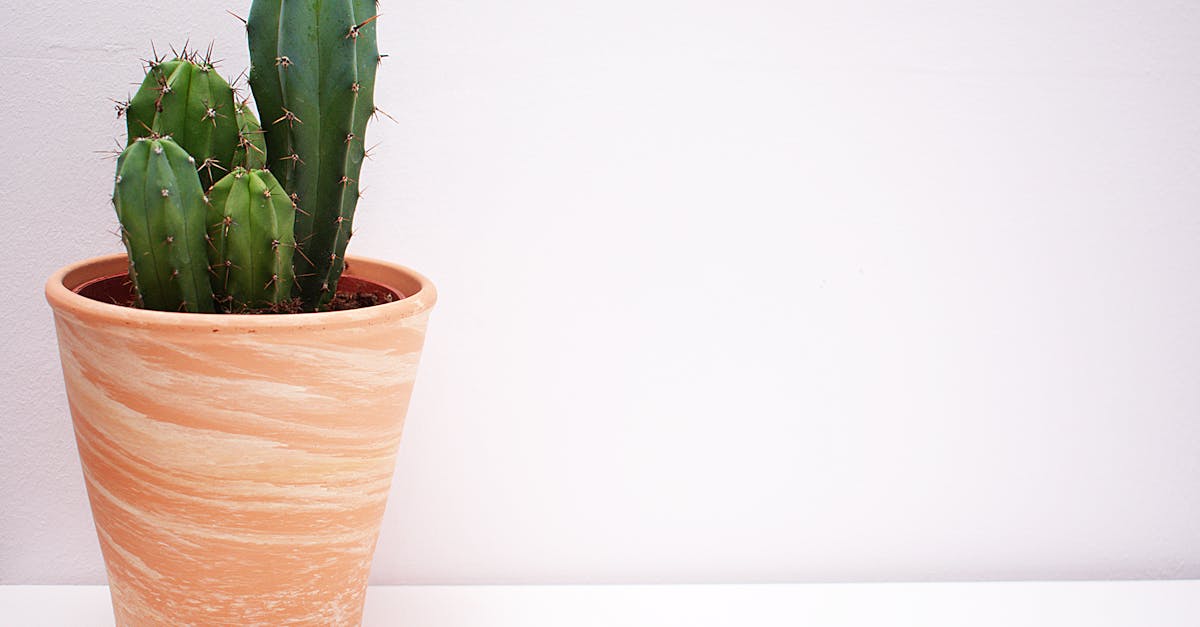 10 idées originales pour sublimer votre intérieur avec un vase de décoration