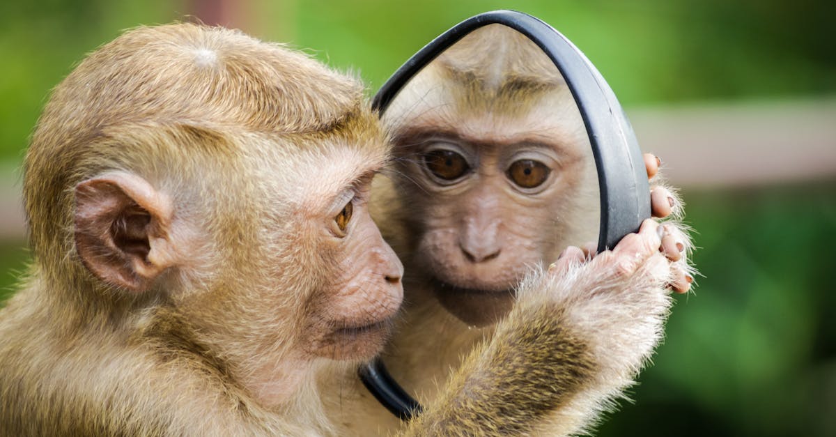 découvrez la beauté et la diversité de la faune sauvage à travers des images fascinantes, des informations sur les animaux et des conseils pour protéger la vie animale partout dans le monde.