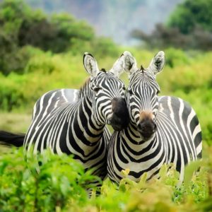 L’actualité passionnante de la faune sur Animaux Magazine