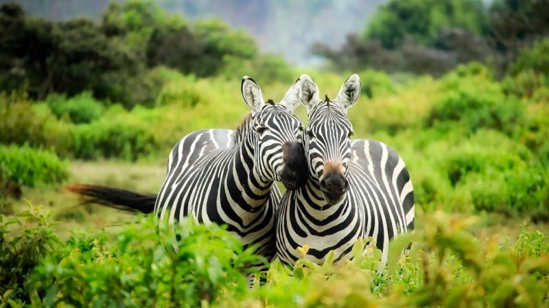 L’actualité passionnante de la faune sur Animaux Magazine