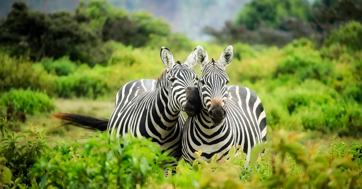 L’actualité passionnante de la faune sur Animaux Magazine